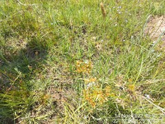 Wahlenbergia undulata