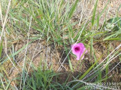 Pedaliaceae