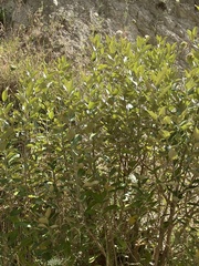 Olearia avicenniifolia