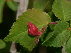 Eriosoma lanuginosum