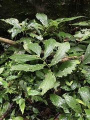Elatostema platyphyllum