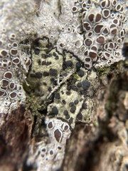 Lecanora argentata