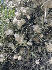 Clematis afoliata