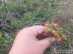 Mestoklema tuberosum