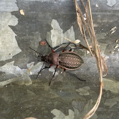 Carabus cancellatus