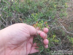 Mestoklema tuberosum