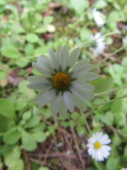 Bellis annua