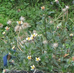 Tridax procumbens