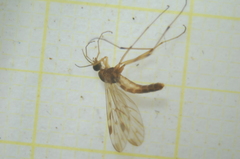 Anisopodidae