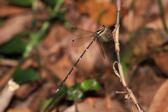 Episynlestes albicaudus