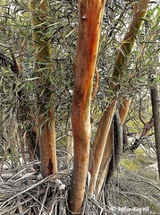 Eucalyptus laophila