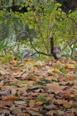 Sciurus carolinensis