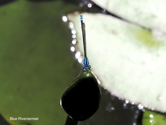 Pseudagrion microcephalum