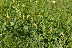 Vicia pisiformis