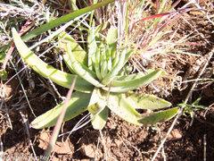 Crassula alba
