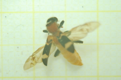 Thanasimus formicarius