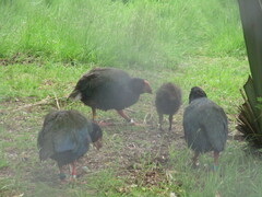 Porphyrio hochstetteri