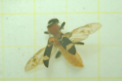 Thanasimus formicarius
