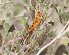 Cyrtacanthacridini