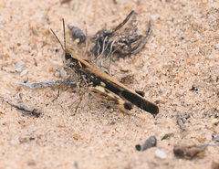 Aiolopus thalassinus