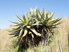 Aloe marlothii