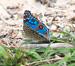 Junonia rhadama