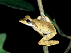 Polypedates macrotis