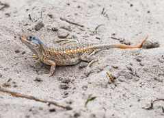 Chalarodon madagascariensis