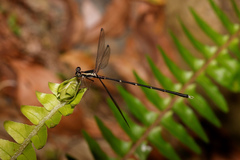 Episynlestes albicaudus