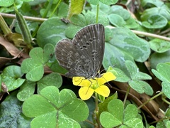 Pseudozizeeria maha okinawana