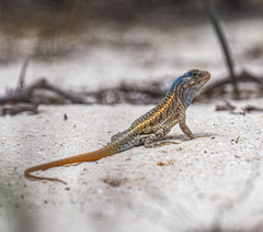 Chalarodon madagascariensis