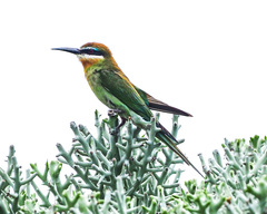 Merops superciliosus