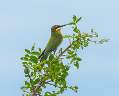 Merops superciliosus