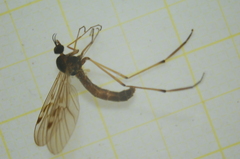 Anisopodidae