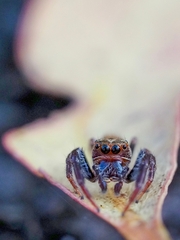 Opisthoncus polyphemus