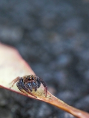 Opisthoncus polyphemus