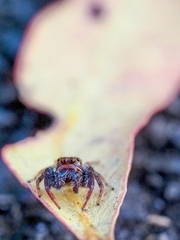 Opisthoncus polyphemus