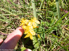 Hypericum aethiopicum