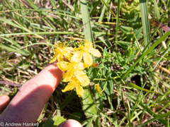 Hypericum aethiopicum