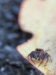 Opisthoncus polyphemus