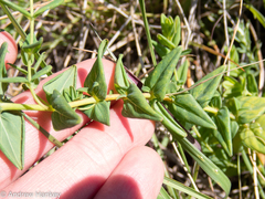Hypericum aethiopicum
