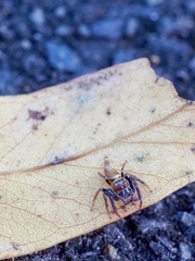 Opisthoncus polyphemus