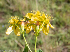 Hypericum aethiopicum