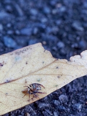 Opisthoncus polyphemus