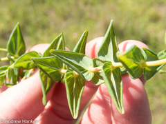Hypericum aethiopicum