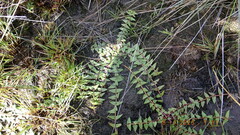Asclepias multicaulis