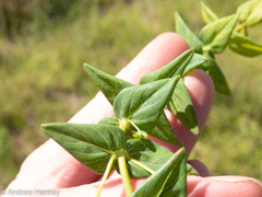 Hypericum aethiopicum