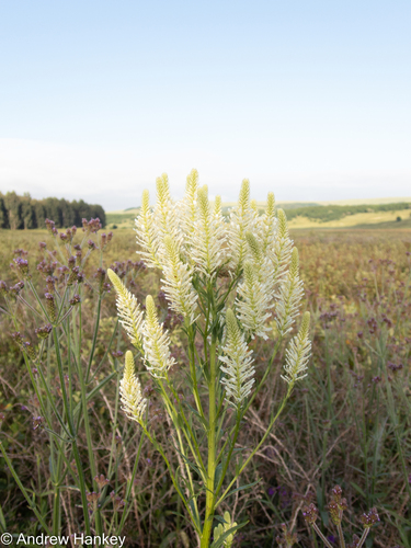 Southern Tall Slugwort (Hebenstretia oatesii)