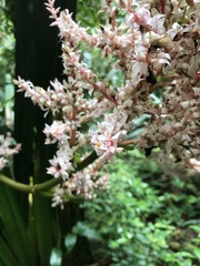 Helmholtzia glaberrima