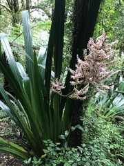 Helmholtzia glaberrima